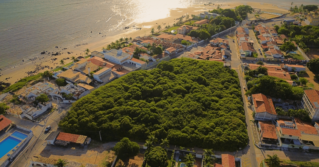 Vista aérea do maior cajueiro do mundo em Pirangi do Norte, RN, Brasil. A árvore cobre uma extensa área próxima à praia, destacando-se entre as construções ao redor e formando uma atração natural única.