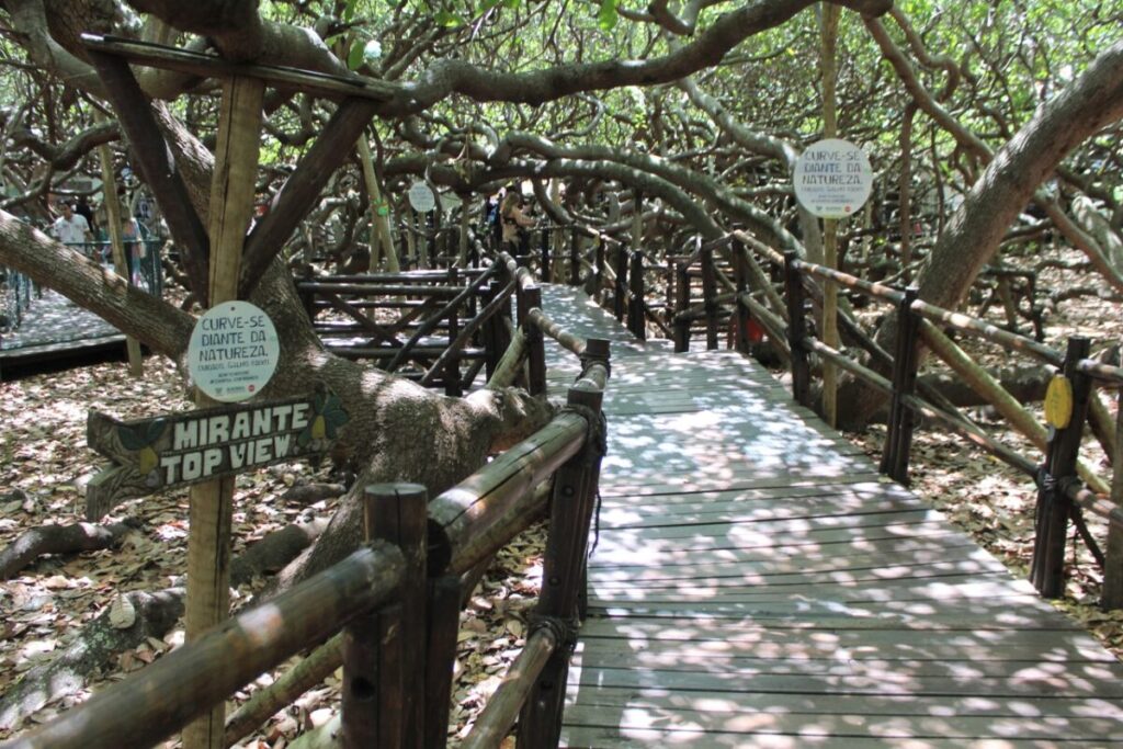 Passarela entre os galhos do maior cajueiro do mundo, em Pirangi do Norte, RN. O caminho permite aos visitantes explorar de perto a vasta copa e ramificação da árvore, proporcionando uma experiência única em meio à natureza.