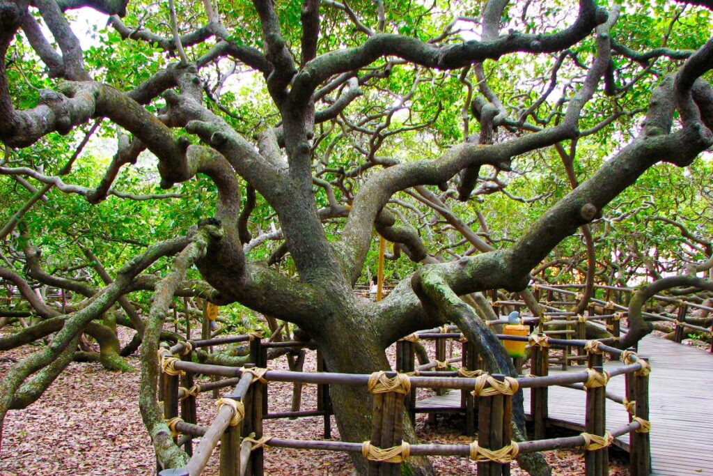 Detalhe do tronco e dos galhos retorcidos do maior cajueiro do mundo em Pirangi do Norte, RN. A árvore se espalha em diversas direções, criando um cenário único e fascinante para os visitantes.